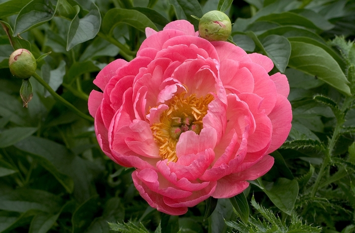  Coral Sunset Garden Peony - Paeonia hybrid 'Coral Sunset' from Gateway Garden Center