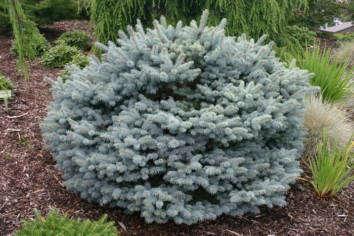 Colorado Blue Spruce - Picea pungens 'globosa Nana' from Gateway Garden Center