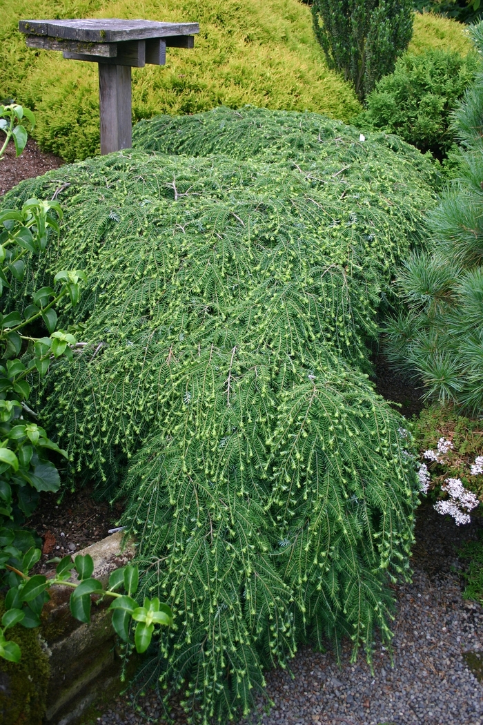 Cole's Prostrate Canadian Hemlock - Tsuga canadensis 'Cole's Prostrate' from Gateway Garden Center