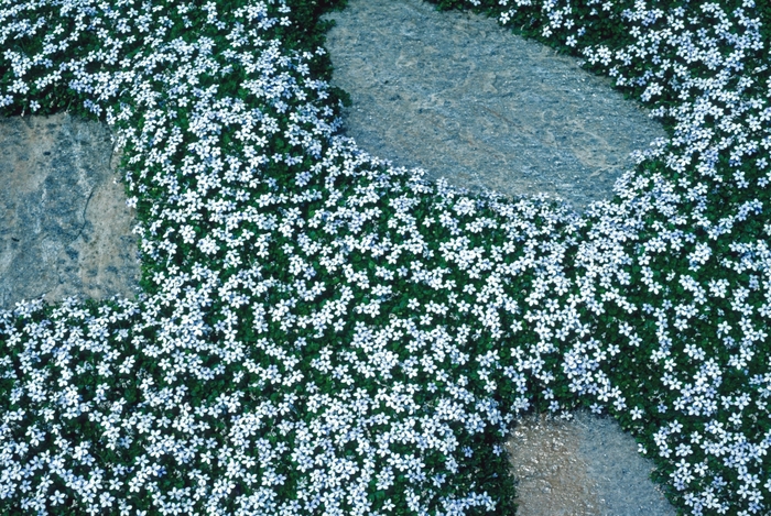 White Star Creeper - Isotoma fluviatilis 'Alba' from Gateway Garden Center