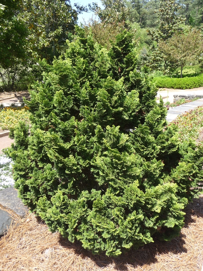 'Gemstone' Hinoki Cypress - Chamaecyparis obtusa 'Gemstone' from Gateway Garden Center