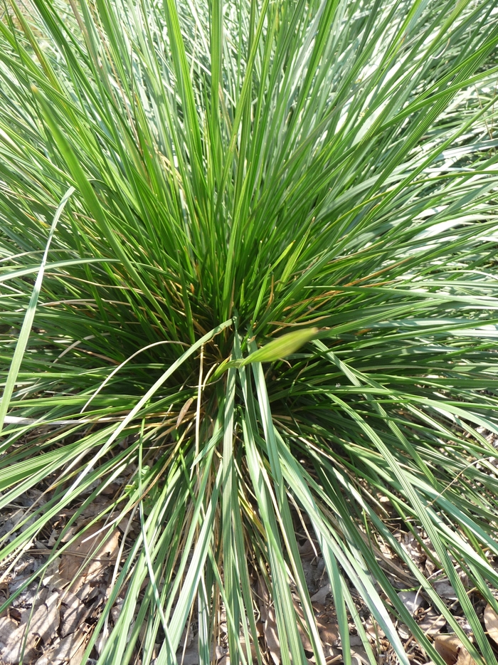 Tufted Hair Grass - Deschampsia cespitosa from Gateway Garden Center