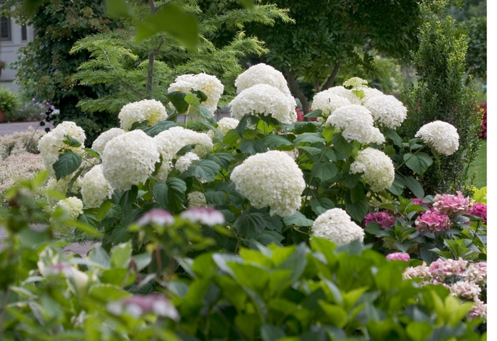 Incrediball® Smooth Hydrangea - Hydrangea arborescens from Gateway Garden Center