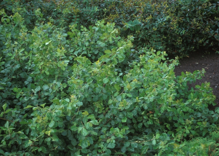 Fragrant Sumac - Rhus aromatica 'Gro-Low' from Gateway Garden Center