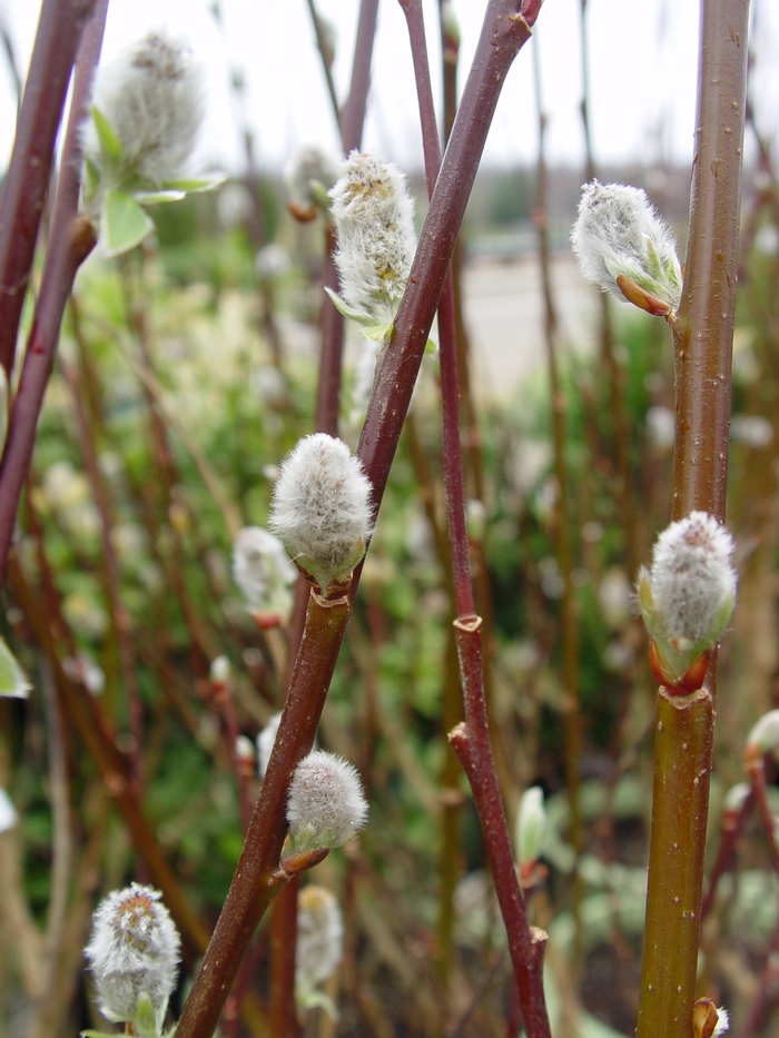 Pussy Willow - Salix discolor from Gateway Garden Center
