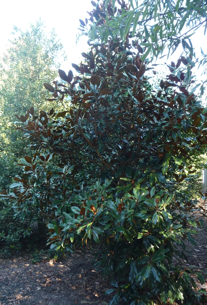 'Kay Parris' - Magnolia grandiflora from Gateway Garden Center