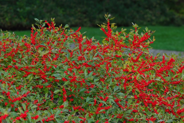 Winterberry - Ilex verticillata 'Red Sprite' from Gateway Garden Center
