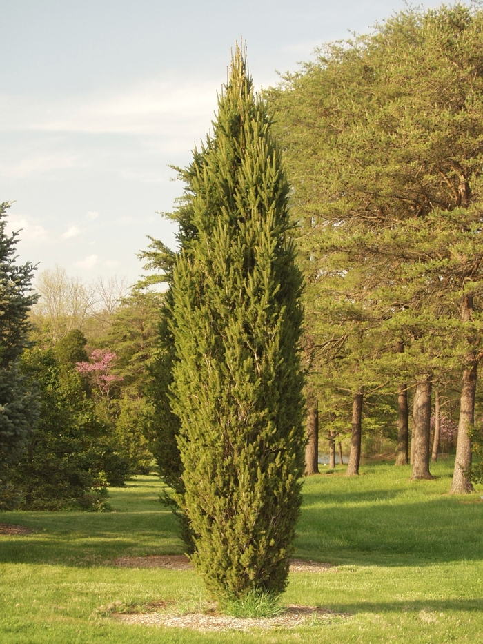 Norway Spruce - Picea abies 'Cupressina' from Gateway Garden Center
