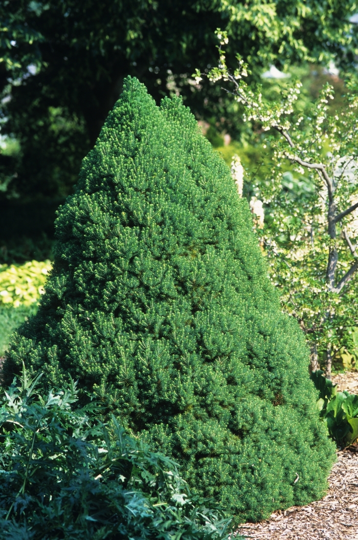 Dwarf Alberta Spruce - Picea glauca 'Conica' from Gateway Garden Center