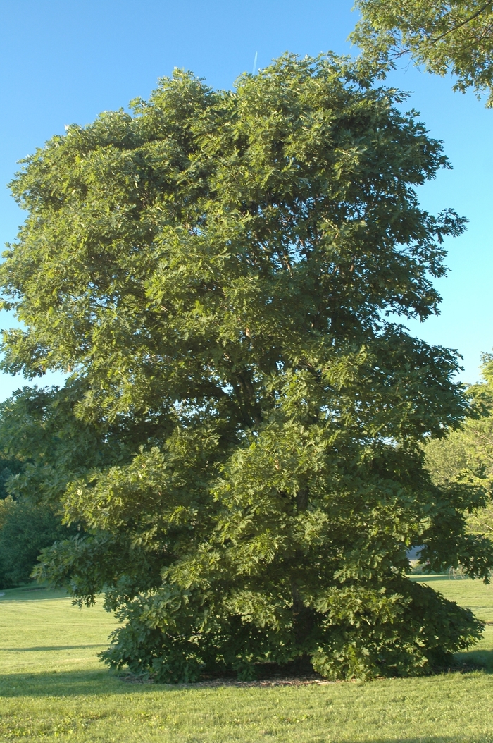 White Oak - Quercus alba from Gateway Garden Center