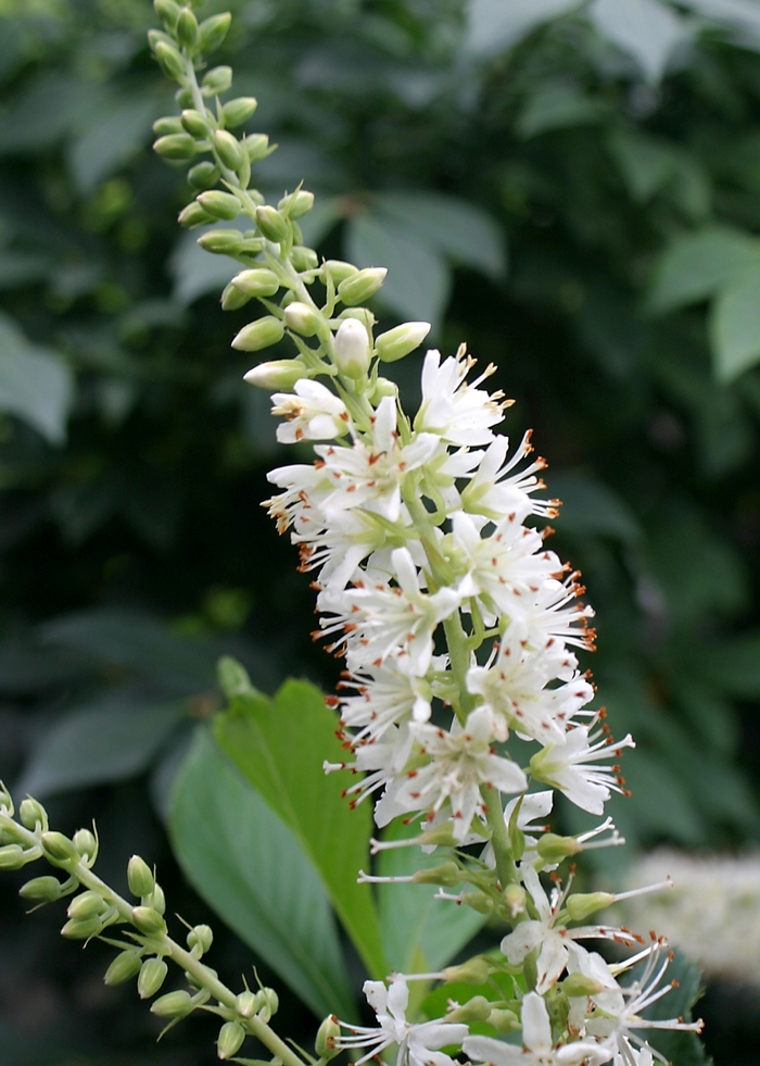 Sugartina® 'Crystalina' - Clethra alnifolia (Summersweet) from Gateway Garden Center
