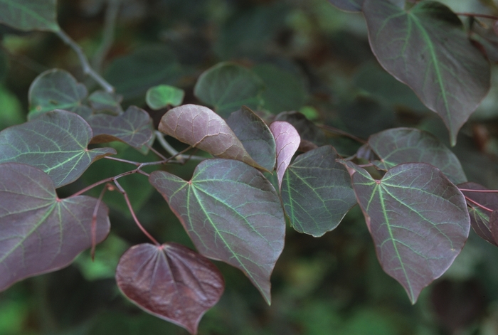 Forest Pansy Redbud - Cercis canadensis 'Forest Pansy' from Gateway Garden Center