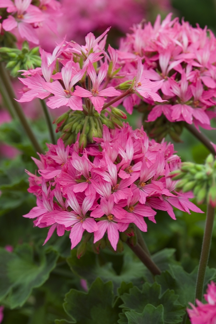 Geranium Zonal - Pelargonium x hortorum 'Starlette Pink' from Gateway Garden Center