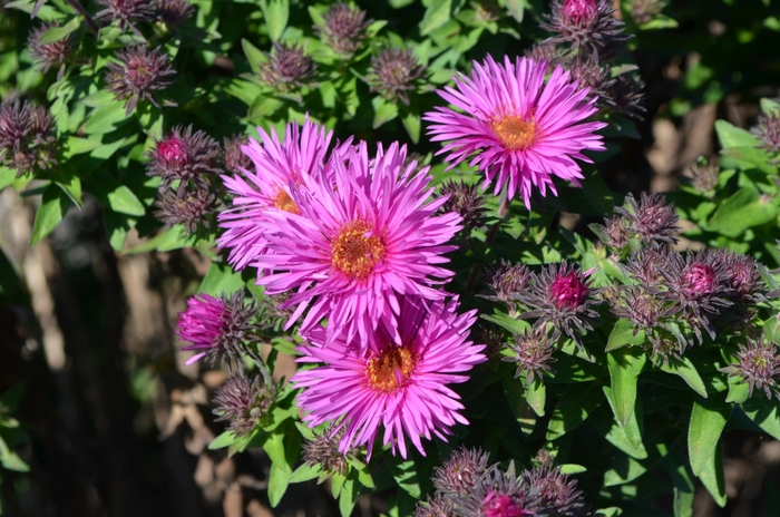 New England Aster 'Vibrant Dome' - Aster (aka Symphyotrichum) novae-angliae 'Vibrant Dome' from Gateway Garden Center