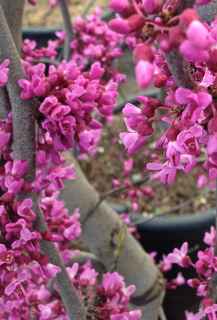Eastern Redbud - Cercis canadensis 'Covey' from Gateway Garden Center
