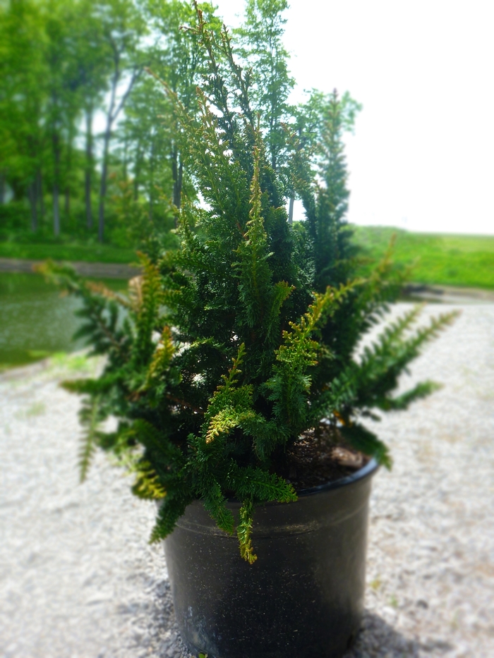 Compact Fernspray Cypress - Chamaecyparis obtusa 'Filicoides Compacta' from Gateway Garden Center
