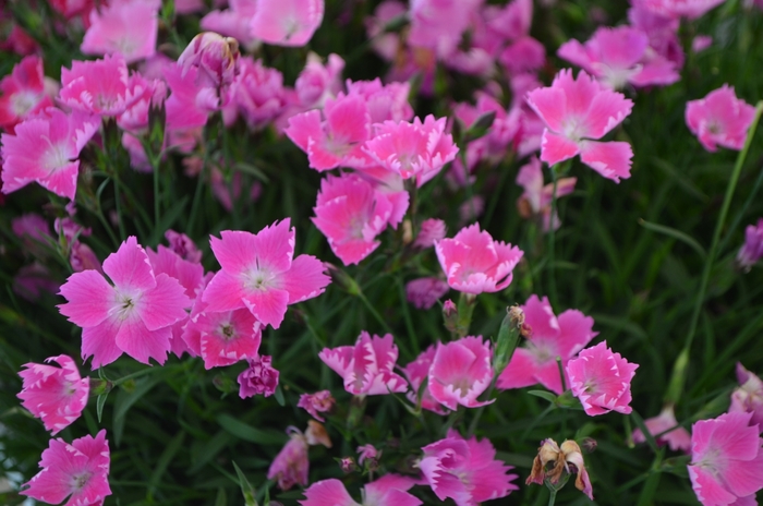 Pinks Kahori® Pink - Dianthus 'Kahori® Pink' from Gateway Garden Center