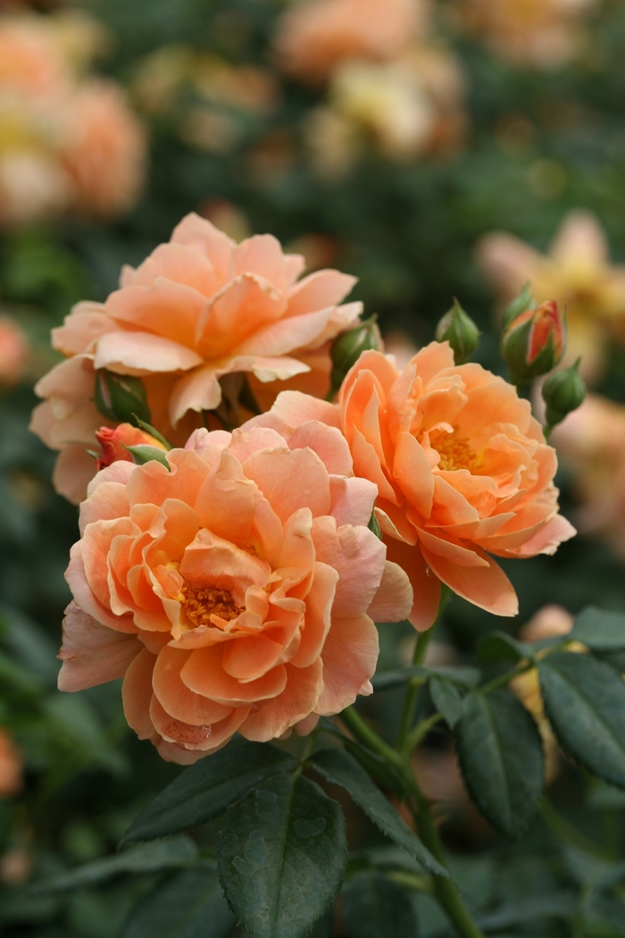 At Last® Hybrid Tea Rose - Rosa x 'HORCOGJIL' PP27541, Can 5631 from Gateway Garden Center