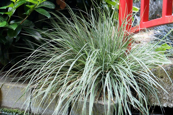 Japanese Sedge EverColor® 'Everest' - Carex oshimensis 'Everest' from Gateway Garden Center