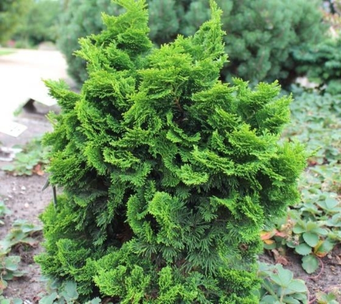 Dwarf Hinoki False Cypress - Chamaecyparis obtusa 'Nana Gracilis' from Gateway Garden Center
