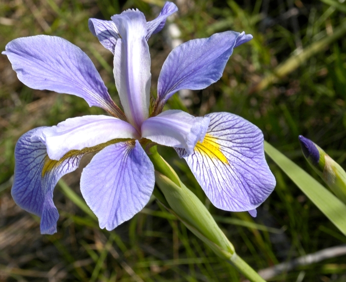 Southern Blue Flag - Iris virginica from Gateway Garden Center
