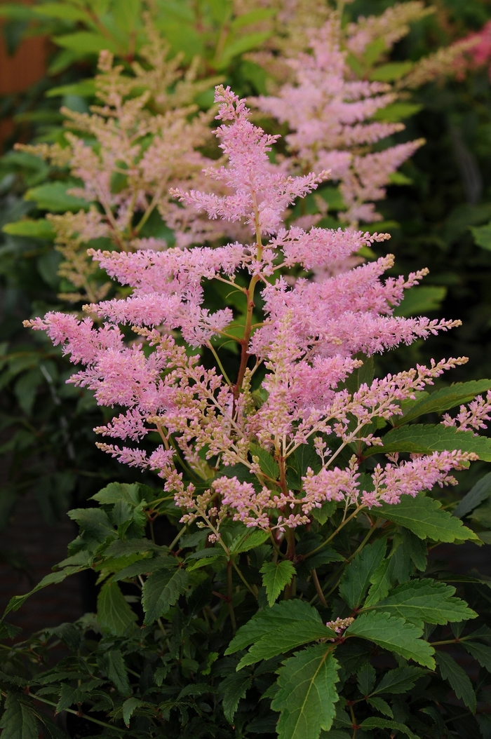 Younique™ Silvery Pink Astilbe - Astilbe 'Younique™ Silvery Pink' from Gateway Garden Center
