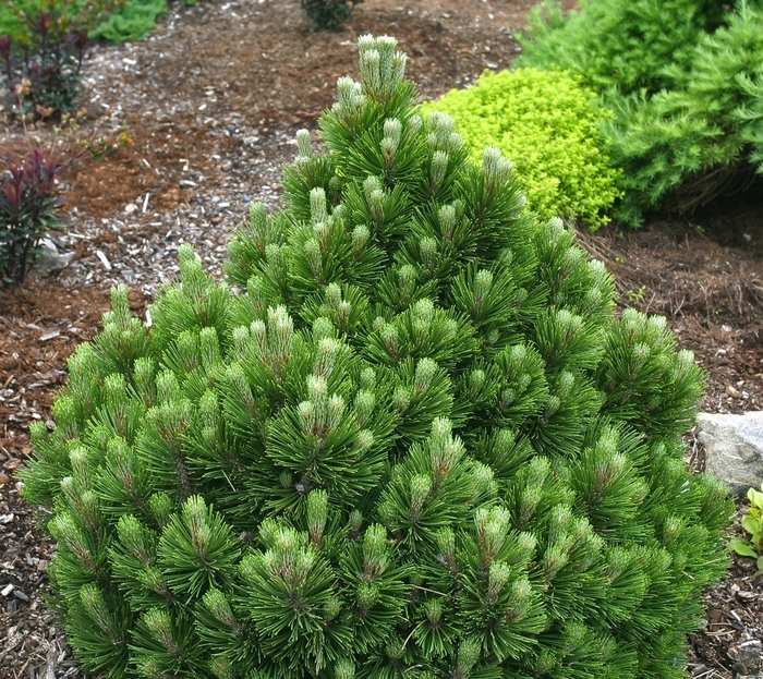 'Banderica' Bosnian Pine - Pinus heldreichii (leucodermis) from Gateway Garden Center