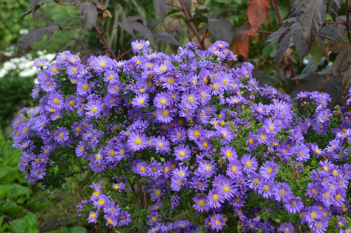 Aster 'Kickin Lilac Blue' - Symphytotichum novae-angliae from Gateway Garden Center