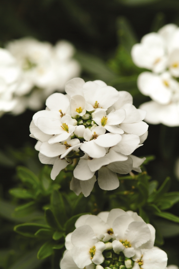Candytuft 'Purity' - Iberis 'Purity' from Gateway Garden Center