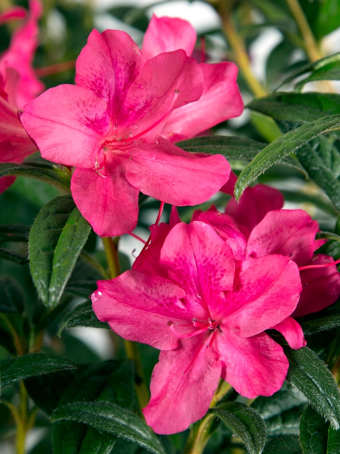 Encore® 'Autumn Jewel®' - Rhododendron (Azalea) from Gateway Garden Center