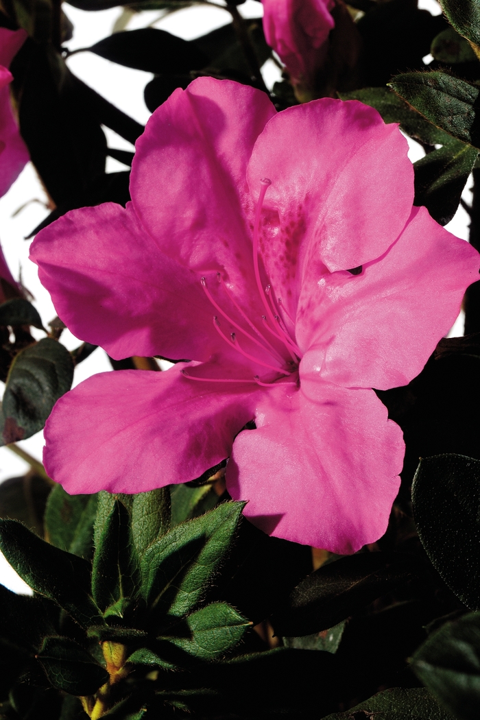Encore® Autumn Sangria® - Rhododendron hybrid from Gateway Garden Center