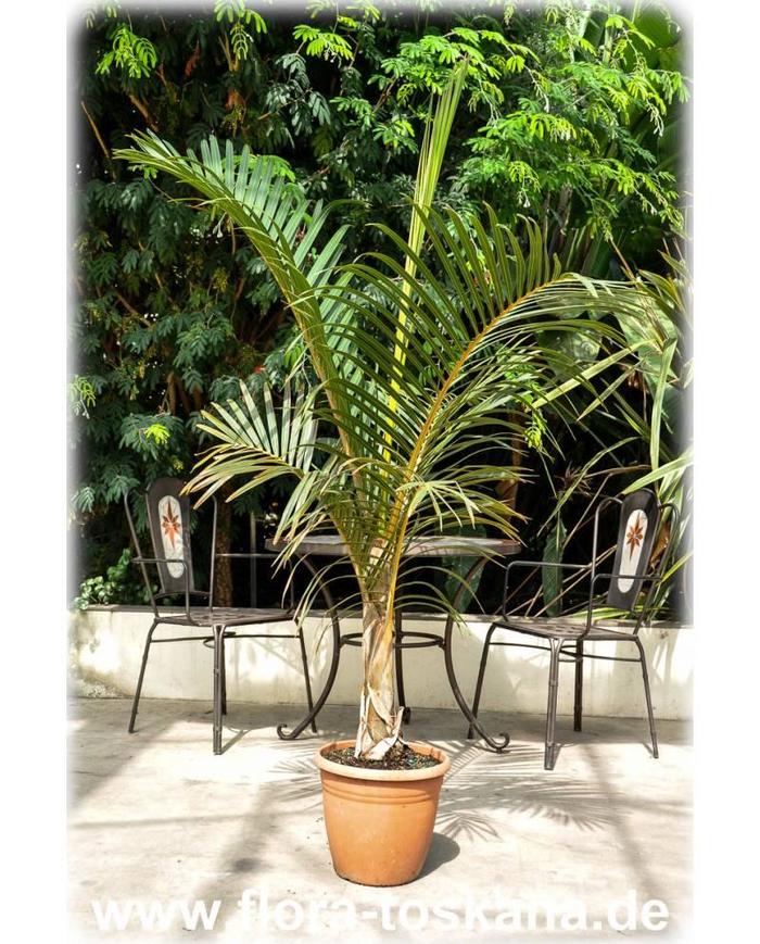Spindle Palm - Hyophorbe verschaffeltii from Gateway Garden Center