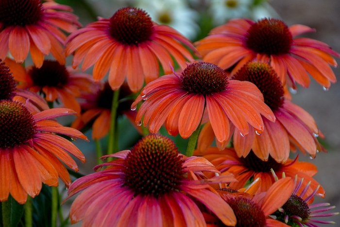 Color Coded™ 'Orange You Awesome' - Echinacea hybrid from Gateway Garden Center