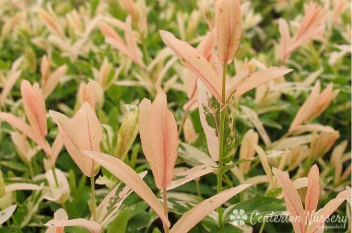 Dappled Willow - Salix integra 'Hakaro-nishiki' from Gateway Garden Center