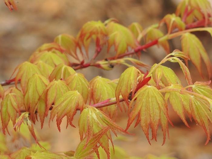 Japanese Maple - Acer palmatum 'Katsura' from Gateway Garden Center