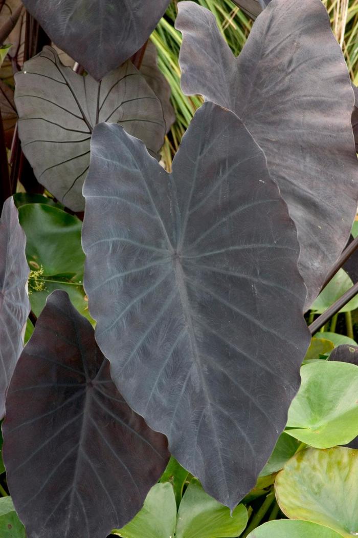 Taro - Colocasia 'Black Magic' from Gateway Garden Center