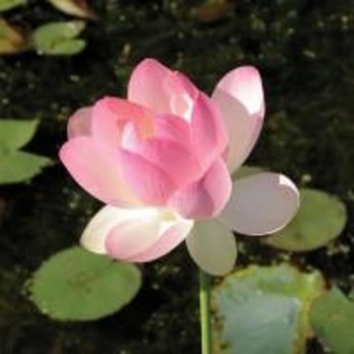Lotus - Lotus 'Hindu' from Gateway Garden Center