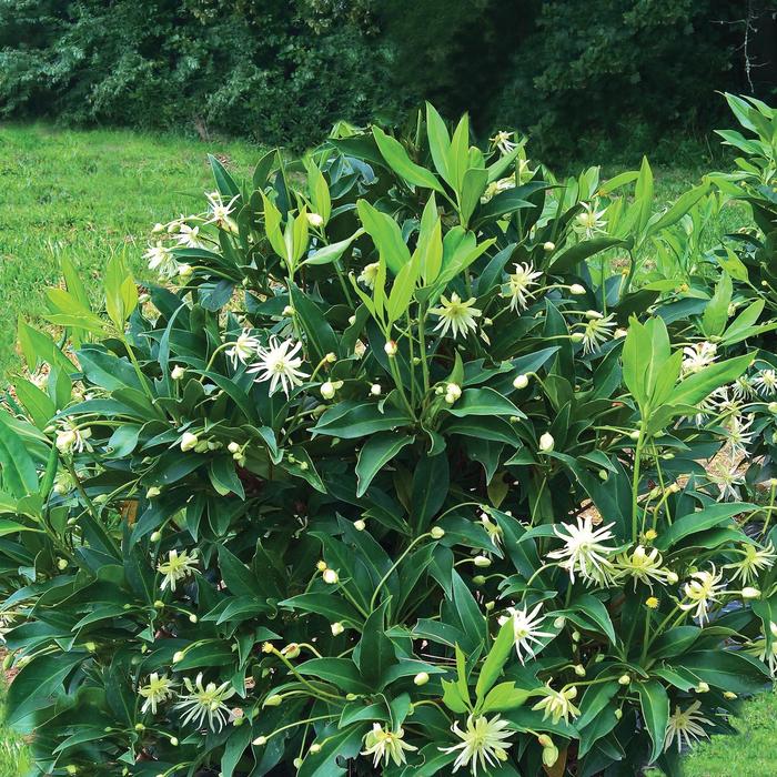 Orion Anise-Tree - Illicium hybrid from Gateway Garden Center