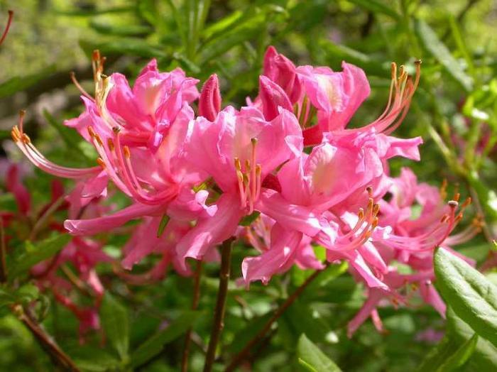 Pixterbloom Azalea - Rhododendron periclymenoides 'Pixterbloom' from Gateway Garden Center