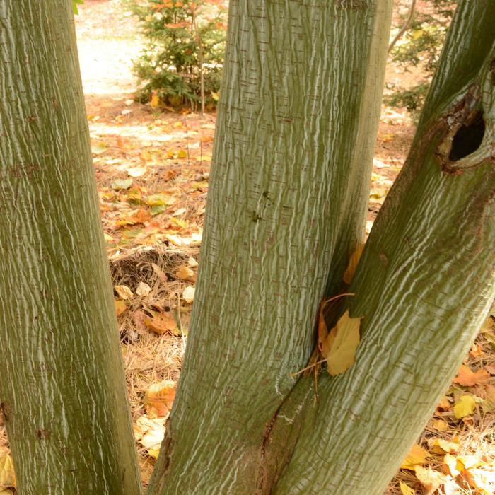 Striped Maple - Acer pennsylvanicum from Gateway Garden Center