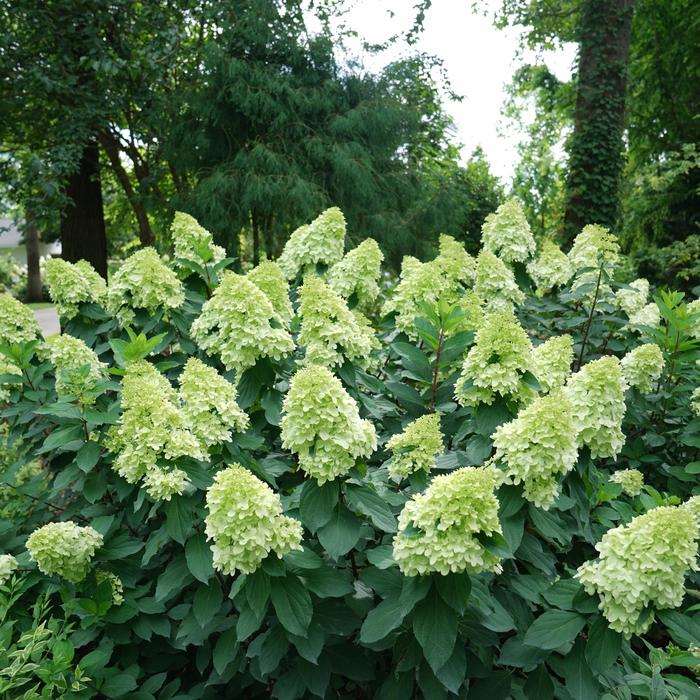 Limelight Prime® - Hydrangea paniculata from Gateway Garden Center