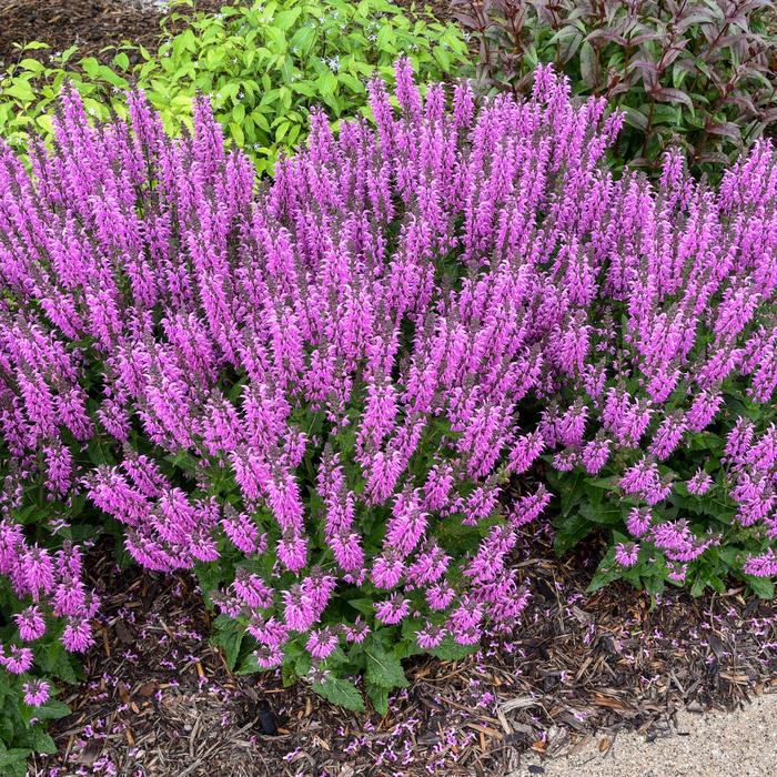 Color Spires® 'Back to the Fuchsia' - Salvia from Gateway Garden Center
