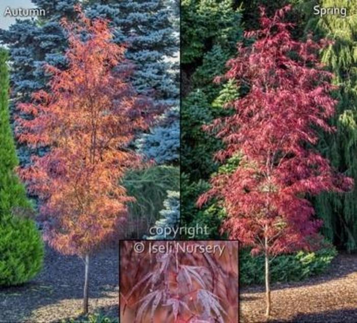 Japanese Maple - Acer palmatum 'Pung kil' from Gateway Garden Center