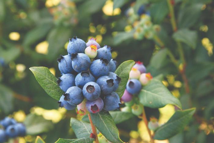 Bushel and Berry™ Perpetua™ Blueberry - Blueberry from Gateway Garden Center