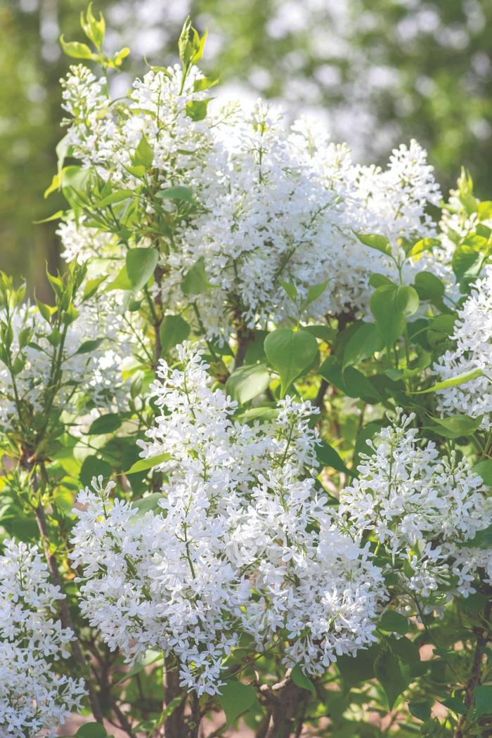 New Age White Lilac - Syringa vulgaris 'G13103' PPAF from Gateway Garden Center