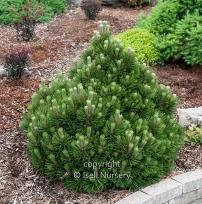 Bosnian Pine - Pinus heldreichii 'Banderica' from Gateway Garden Center