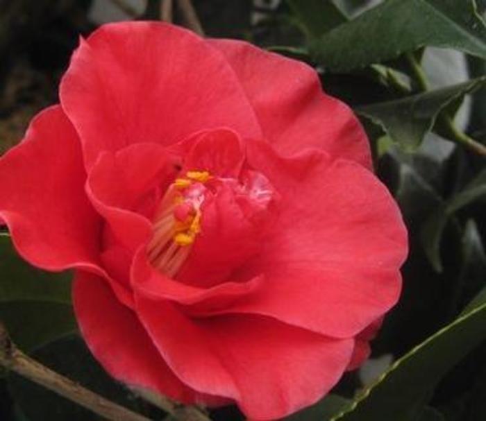 Greensboro Red Camellia - Camellia japonica 'Greensboro Red' from Gateway Garden Center