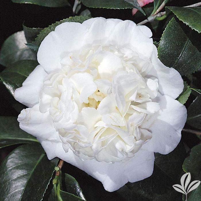 Snow Chan Camellia - Camellia japonica 'Snow Chan' from Gateway Garden Center