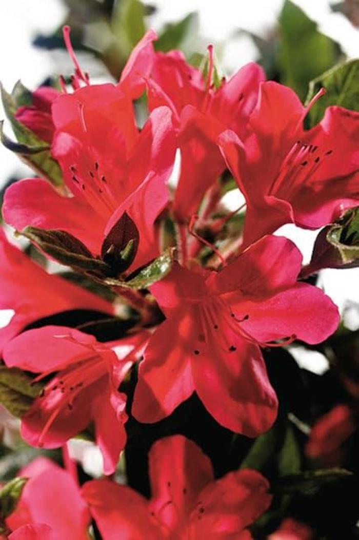 Encore® Azalea 'Autumn Ruby'™ - Rhododendron x 'Autumn Ruby'™ from Gateway Garden Center