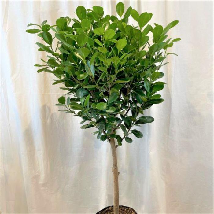 Ficus Moclame - Ficus micrcarpa from Gateway Garden Center